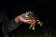 Konečně! Máme prvního sýčka. Pro mě a fotografku je to úplná premiéra. Nemůžeme se nabažit pohledu na překrásnou sovičku zhruba velikosti hrdličky. Je menší, než jsme si představovaly a má pronikavý zvídavý pohled. 