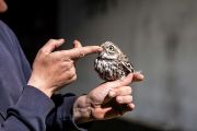 Podařilo se! Teď přijde na řadu vážení, měření, kontrola kroužku a odebrání kousku peříčka na genetickou analýzu.