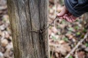 Památka na železnou oponu je v místní krajině přítomná dosud. Turistický ruch sice na Tachovsku není moc silný, kdybyste se tam ale vydali, dávejte si pozor na zbytky ostnatých drátů. 