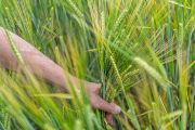 Buried archaeological features are most often revealed thanks to vegetation. They become visible primarily during the growth and ripening stages of agricultural crops. Grain growing over hidden structures tends to differ in color and is taller.