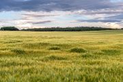 “That’s why the ideal time is between May and the end of July, when spring grain is being harvested. The type of crop planted is important, too. Cereals work best – especially barley – but we’ve also found sites revealed by sunflowers, corn, rapeseed, or alfalfa,” Martin Gojda explains.