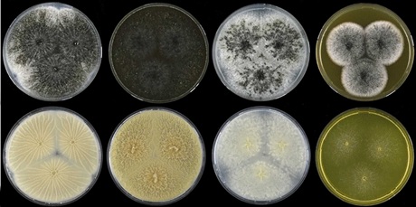 Aspergillus hubkae