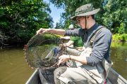 Bullheads feed on the eggs and fry of other fish. Their diet also includes invertebrates and amphibians such as newts and frogs. This severely disrupts biodiversity in the affected sites. Freshly lifted traps provide the proof: apart from bullheads, they contain no other fish.