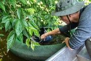 Chovat, prodávat nebo kamkoli převážet sumečka černého je ilegální. Nesmí se dovážet do Evropské unie ani nikde vysazovat. Je totiž na takzvaném unijním seznamu invazních druhů a za porušení zákazů hrozí pokuty.