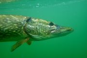 IMG-20250911-WA0004
