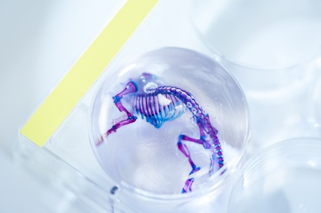 Kostra myšího modelu