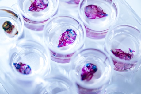 Lebky myších modelů