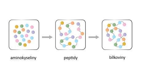 Aminokyseliny - peptidy - bílkoviny Aminokyseliny - peptidy - bílkoviny