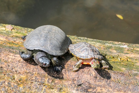 Želva bahenní vs. nádherná
