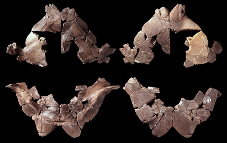 Krunýř želvy Manouria morla