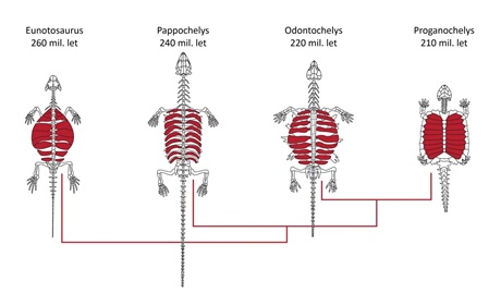 Vývoj želvího krunýře