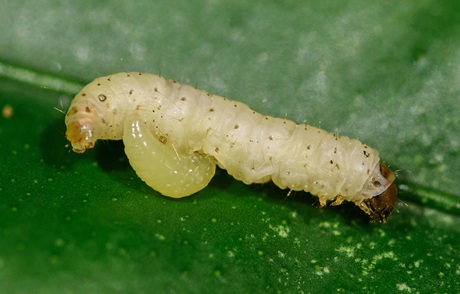 Larva vosičky Larva vosičky