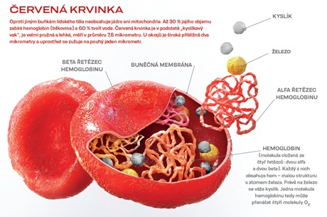Červená krvinka Červená krvinka