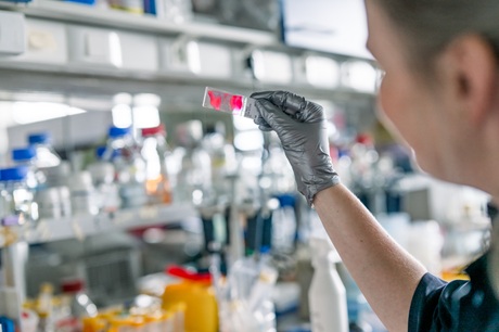 Laboratoř buněčné a vývojové biologie Laboratoř buněčné a vývojové biologie