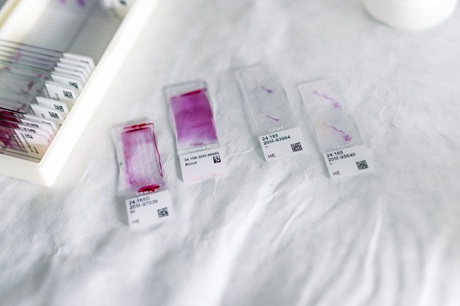 Laboratoř buněčné a vývojové biologie 
