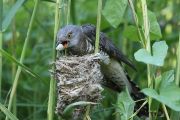 Při nepozorovaném přiblížení má samice kukačky na všechno mnohem více času. <br>FOTO: Oldřich Mikulica