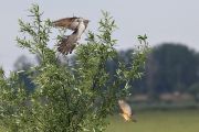 Rákosník velký odhání kukačku z blízkosti svého hnízda.<br>FOTO: Oldřich Mikulica