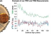 Schéma zachycující hodnoty šířek letokruhů (TRW) ze vzorku dubu a hodnoty stabilních izotopů δ18O and δ13C. Vyleštěný průřez kmenem dubu z České republiky s barevnými čarami označujícími příklady míst, v nichž se měří šířka letokruhů (zelená) a odebírají vzorky pro stanovení stabilních izotopů (červená / modrá). Zvětšený výřez ukazuje anatomickou strukturu makrocév jarního dřeva a homogenních vláken letního dřeva.