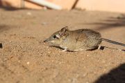 Bércoun rezavý (Galegeeska rufescens) ze severní Tanzánie připomíná svým vzhledem myšovitého hlodavce, ale příbuznější je slonům, hrabáčům či mořským sirénám.