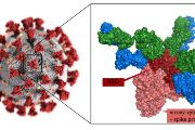 FOTO: Institute for Research in Biomedicine