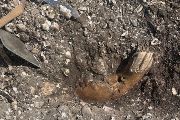 Koňská čelist nalezená na vykopávkách v Ginnerupu, Dánsko, červen 2021. (Toto naleziště bylo ve studii zahrnuté). 