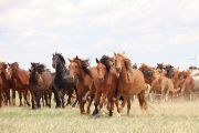 Koně běžící stepí ve Vnitřním Mongolsku, Čína, červenec 2019. 