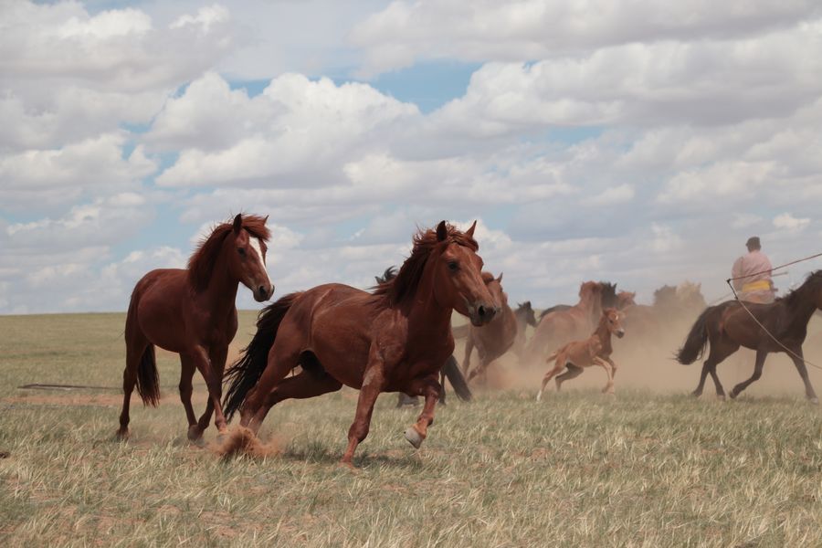 Koně běžící stepí ve Vnitřním Mongolsku, Čína, červenec 2019. 