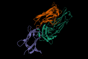 Obrázek z krystalové struktury navázané protilátky na obalový protein viru klíšťové encefalitidy