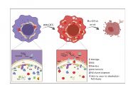Schéma působení mitochondriálně cíleného deferoxaminu na nádorové buňky