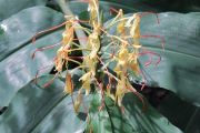 Hedychium Gardnerovo (obr. 1) (Hedychium gardneri)