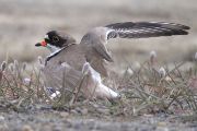 „Zlomené křídlo“ u kulíka kanadského (charadrius semipalmatus) má od hnízda odehnat potenciálního predátora. Barrow, Aljaška 2012