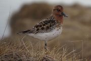 Samec kriticky ohroženého jespáka lžícozobého (calidris pygmaea) na hnízdišti. Tento druh v poslední době trpí vyšší mírou predace hnízd. Čukotka, arktické Rusko 2015