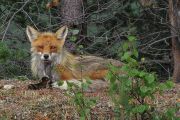 Liška obecná (vulpes vulpes) je obecným predátorem šířícím se na sever a zvyšujícím  tlak predátorů na arktické tažné ptáky. Arktické Finsko 2019