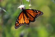 Motýl monarcha stěhovavý (danaus plexippus) je dálkově migrující hmyz, který je v poslední době více negativně ovlivňován parazity prvoky
