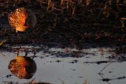 Samec kriticky ohroženého jespáka lžícozobého (calidris pygmaea) na hnízdišti. Tento druh v poslední době trpí vyšší mírou predace hnízd. Čukotka, arktické Rusko 2015