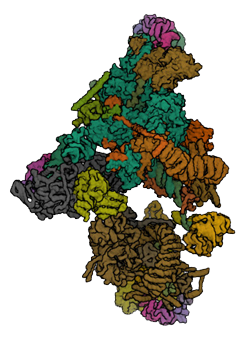 Spliceosome