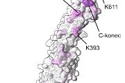 Pohled na molekulu proteinu EXO70A1 s fialově vyznačenými místy, která se podle počítačových simulací nejsilněji váže na plazmatickou membránu
