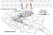 Schéma vazby bílkovinného komplexu exocyst na plazmatickou membránu buňky. Podjednotka EXO70A1 se váže na některé specifické lipidy – látky tukové povahy – přítomné v membráně (zvýrazněny barevně).