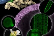 Proteinový komplex exocyst je nezbytný pro správné fungování buněk, a tedy i celých organismů. Zajišťuje totiž transport různých látek z nitra buňky na přesně určená místa na jejím povrchu. Fotografie zachycují pokusnou rostlinu huseníček rolní a jeho orgány i buňky. V pozadí je model exocystu (světle hnědě a zeleně), který právě zakotvuje transportní váček (fialově) u plazmatické membrány na povrchu buňky. 