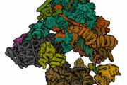 Molekulární nůžky zvané sestřihový komplex (spliceosome)  