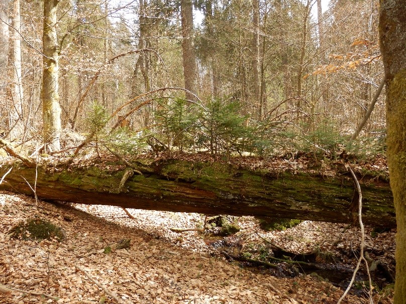 Mrtvé dřevo představuje významnou zásobu uhlíku zejména v neobhospodařovaných lesích. Mrtvé dřevo v přírodní rezervaci Žofínský prales, Česká republika.