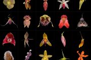 Obrázky květů zástupců zájmové skupiny orchidejí Pleurothaliidinae 