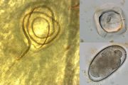 Parazitičtí červi se mohou vyvíjet ve sliznici žaludku (vlevo) a poškozovat tak její správnou funkci. Vajíčka (vpravo) tasemnic (nahoře) a strongylidních hlístic (dole) pak lze pozorovat a kvantifikovat pod mikroskopem během tzv. koproskopických vyšetření.