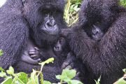 Rodina goril horských v Národním parku Volcanoes ve Rwandě, 2020.