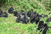 Vědci z celého světa, včetně Dian Fossey Fund, se podíleli na rozsáhlém výzkumu parazitárních infekcí napříč populacemi goril horských. Na fotografii gorily ze skupiny Pablo.