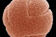 Pylové zrno máku. Úkolem pylového zrna je doputovat (s pomocí opylovačů nebo větru) na bliznu a přenést samčí genetickou informaci k vajíčku. Snímek z rastrovacího elektronového mikroskopu, kolorováno.