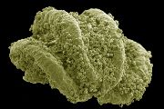 Zralý prašník citlivky (Mimosa) s uvolněnými pylovými zrny. Snímek z rastrovacího elektronového mikroskopu, kolorováno. 
