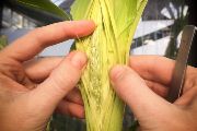 Odběr prašníků kukuřice pro další analýzy z vyvíjející se rostliny