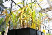 Kukuřice ve skleníku ÚEB