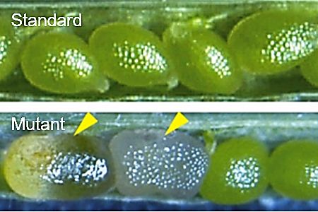 Nezralá semínka standardních a NSE2 mutantních rostlin huseníčku rolního. Standardní rostliny mají pravidelná zelená semena. Mutantní rostliny tvoří také semena, která jsou zprvu bledá (naznačeno žlutými šipkami), později svraskalá a neživotná. Tato semena obsahují přílišné množství otcovské dědičné informace.